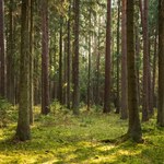 Wałcz: Seniorka zgubiła się na grzybach