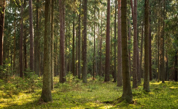 Wałcz: Seniorka zgubiła się na grzybach