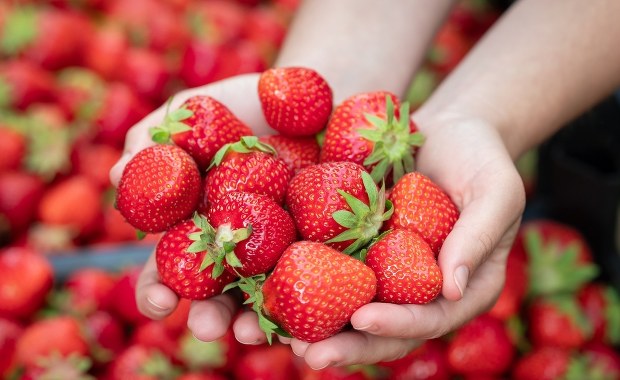 Walczą z "zombie" i starzeniem się organizmu. Zaskakująca supermoc truskawek