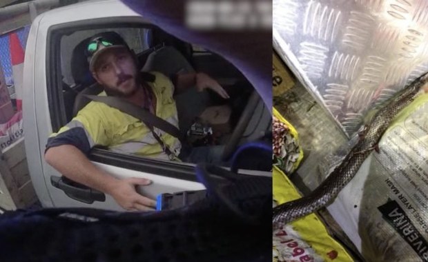 Walczył ze śmiertelnie jadowitym wężem, pędząc autostradą 100 km/h