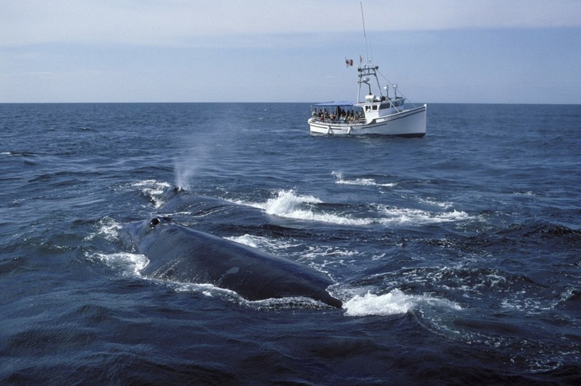Wale biskajskie są wielorybami zagrożonymi wymarciem /Rights Managed /East News