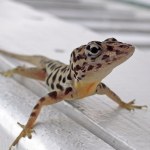 płockie zoo Waleczne jaszczurki wylęgły się w Polsce. Gdy dorosną, będzie się działo
