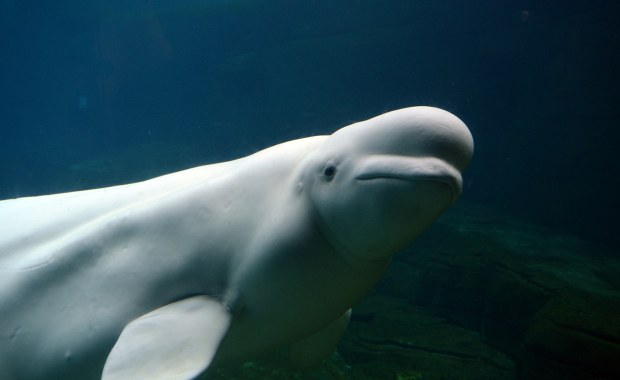 Waleń Hvaldimir nie żyje. Mógł być "tajną bronią Putina"