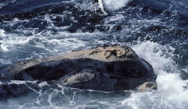 Waleń o najwyższym statusie zagrożenia. Pojawiły się nowe informacje