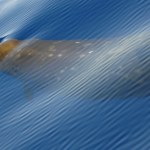 Waleń z głębin wyrzucony na plażę. Ciężko ranna samica skonała na brzegu