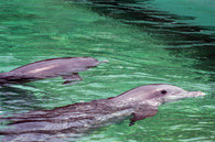 Walenie: delfiny /Encyklopedia Internautica