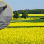Lubelszczyzna Walenie pływały na Lubelszczyźnie. Sensacyjne odkrycie w kopalni bursztynu