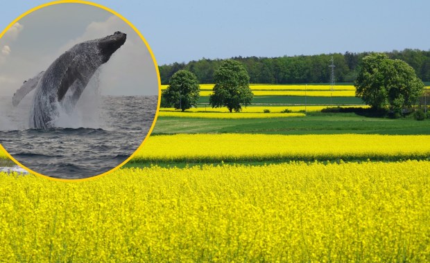 Walenie pływały na Lubelszczyźnie. Sensacyjne odkrycie w kopalni bursztynu