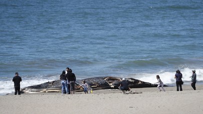 Walenie utknęły na mieliźnie u wybrzeży Tasmanii. Jest plan ich uratowania 