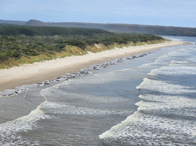 Walenie wyrzucone na brzeg Tasmanii /TASMANIAN DEPT. NATURAL RESOURCES AND ENVIRONMENT HANDOUT /PAP/EPA
