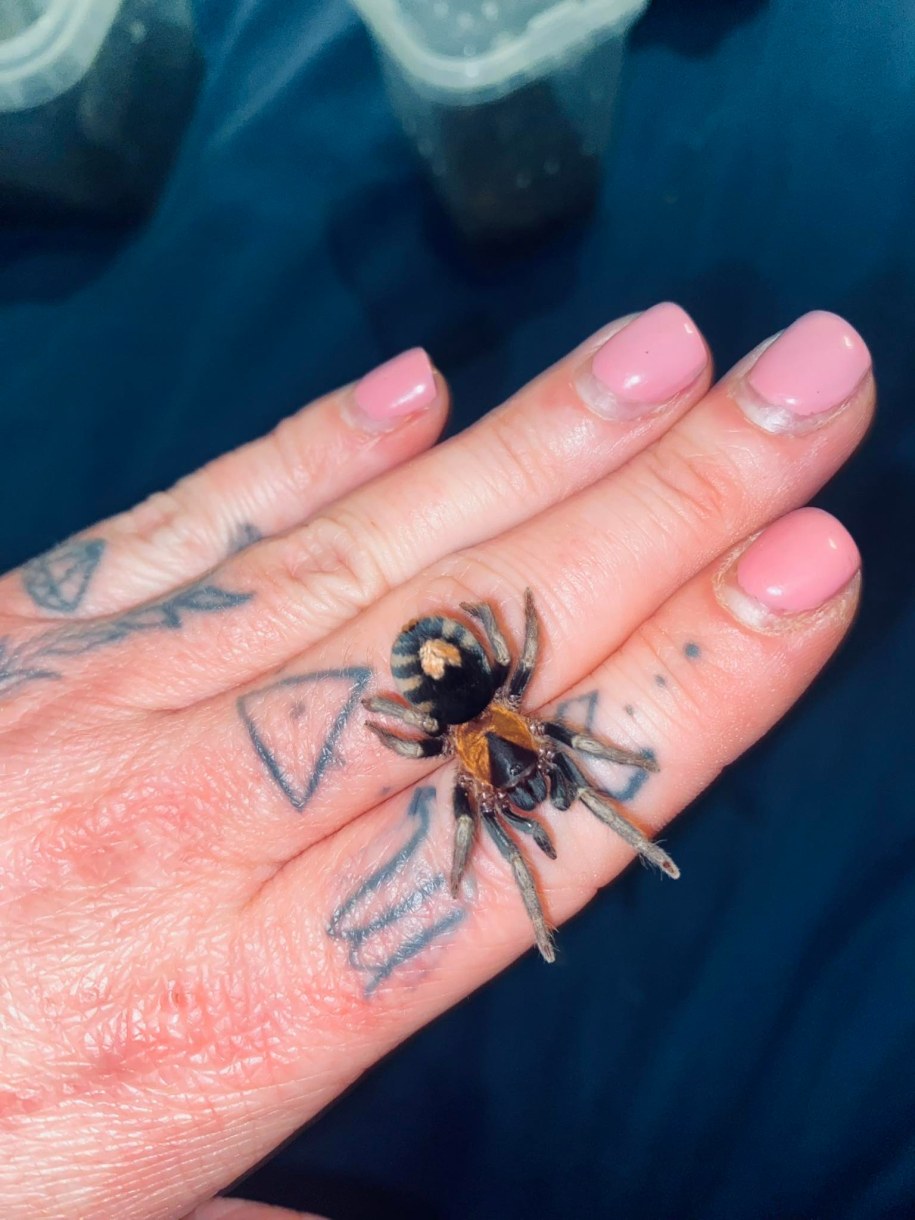 Walentynkowe pająki to jedne z najmniejszych ptaszników. /Archiwum prywatne /