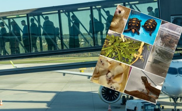 ​Walizki pełne dzikich zwierząt. Celnicy byli w szoku