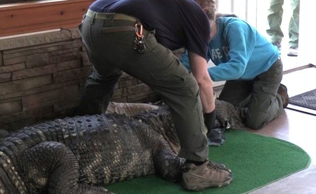 Walka o wielkiego aligatora. Albert jednak wróci do właściciela?