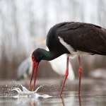 muł Walka o życie ptaka w ostatnich sekundach. Finał zaskoczył wszystkich