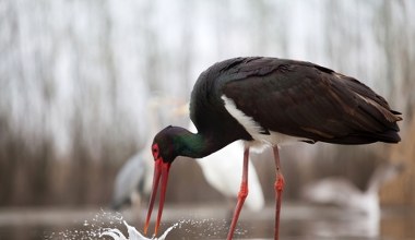 Walka o życie ptaka w ostatnich sekundach. Finał zaskoczył wszystkich