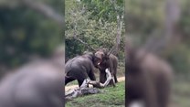 Walka słoni indyjskich. Robi wrażenie