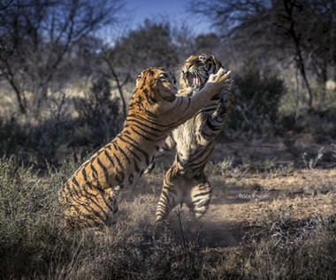 Walka tygrysów w parku w Philippolis