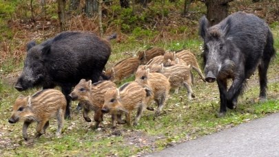 Walka z ASF. Resort odchodzi od koncepcji budowy płotu na wschodniej granicy