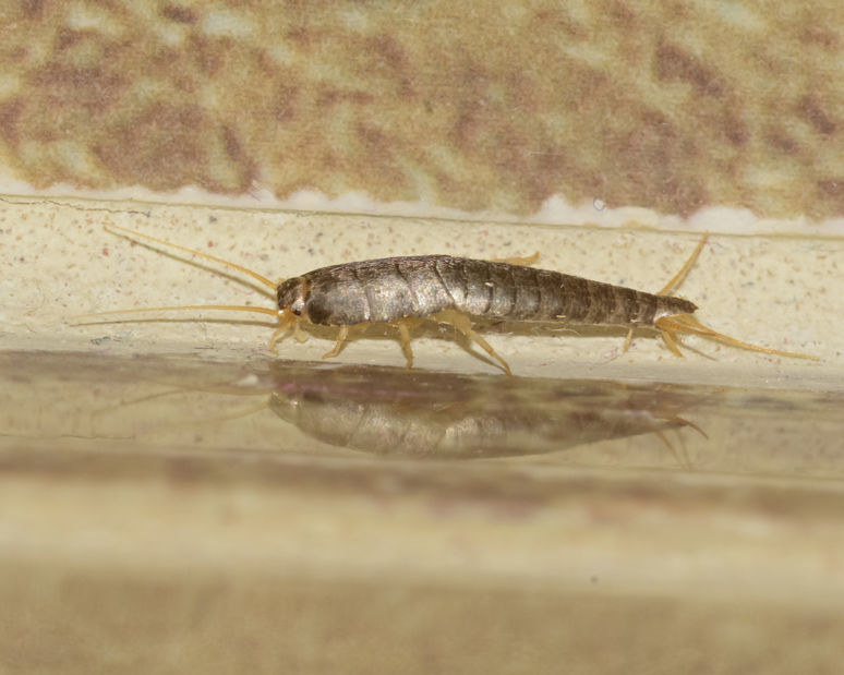 Walka z insektami /&copy;123RF/PICSEL