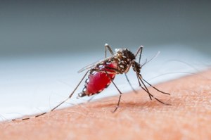 Walka z malarią wejdzie na nowy poziom? Przypadkowe odkrycie naukowców