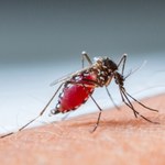 Walka z malarią wejdzie na nowy poziom? Przypadkowe odkrycie naukowców