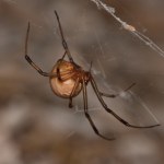 Walka z pająkami w domu: proste triki, które musisz znać!