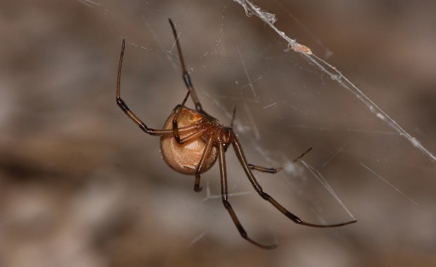 Walka z pająkami w domu: proste triki, które musisz znać!