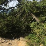 Wandal ściął drzewo na szczycie Nosala w Tatrach