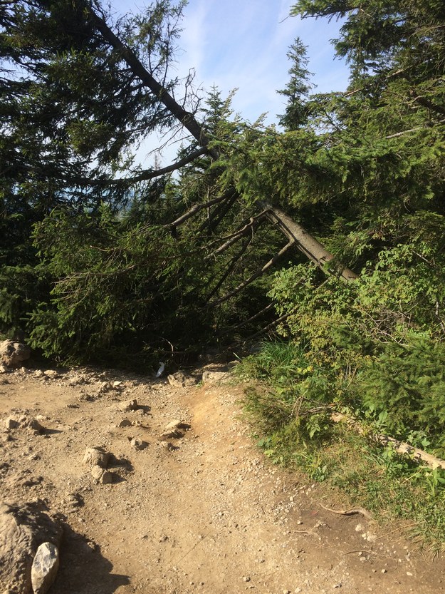 Wandal ściął drzewo na szczycie Nosala w Tatrach /Maciej Pałahicki /RMF FM