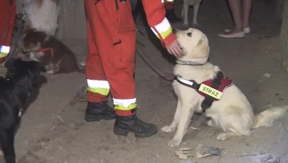 Wandale zniszczyli poligon do tresury psów ratunkowych. Odbudowa może potrwać pół roku