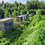 ​Warmińsko-mazurskie: Hodował marihuanę, "bo dobrze wpływała na kondycję pszczół"