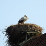 Warmińsko-mazurskie: Pierwszy bocian zajął gniazdo w Żywkowie