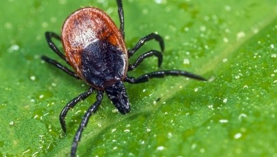 Warmińsko-mazurskie: Ponad milion złotych na walkę z kleszczami