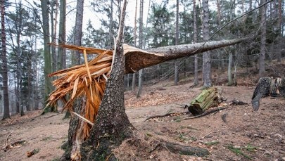 ​Warmińsko-mazurskie: Wichury zniszczyły ok. 700 tysięcy drzew
