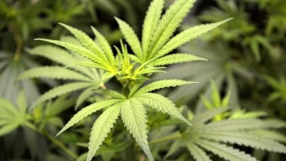 Warszawa: 20 osób zatrzymanych w związku z handlem narkotykami