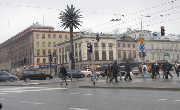 Warszawa bez słynnej palmy? Będą konsultacje 