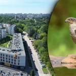 Warszawa chce wyciąć bezcenny Ptasi Zakątek. 200 drzew i 40 gatunków ptaków