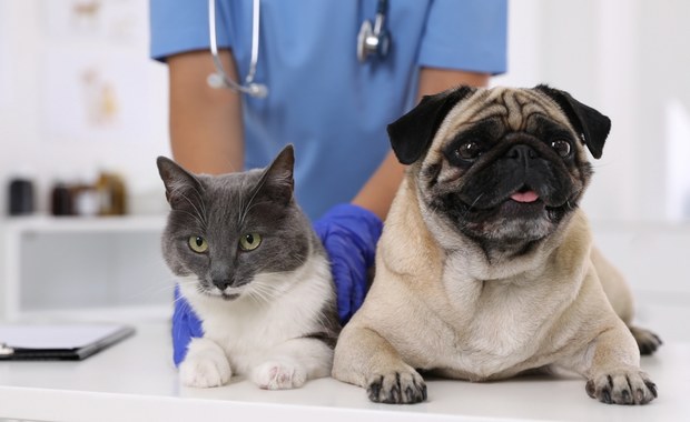Warszawa: ​Dopłaty do sterylizacji psów i kotów od maja