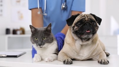 Warszawa: ​Dopłaty do sterylizacji psów i kotów od maja