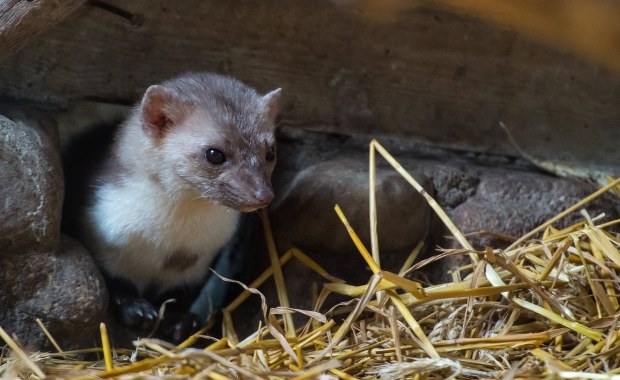 Warszawa: Kilkadziesiąt tysięcy osób nie miało prądu z powodu... kuny