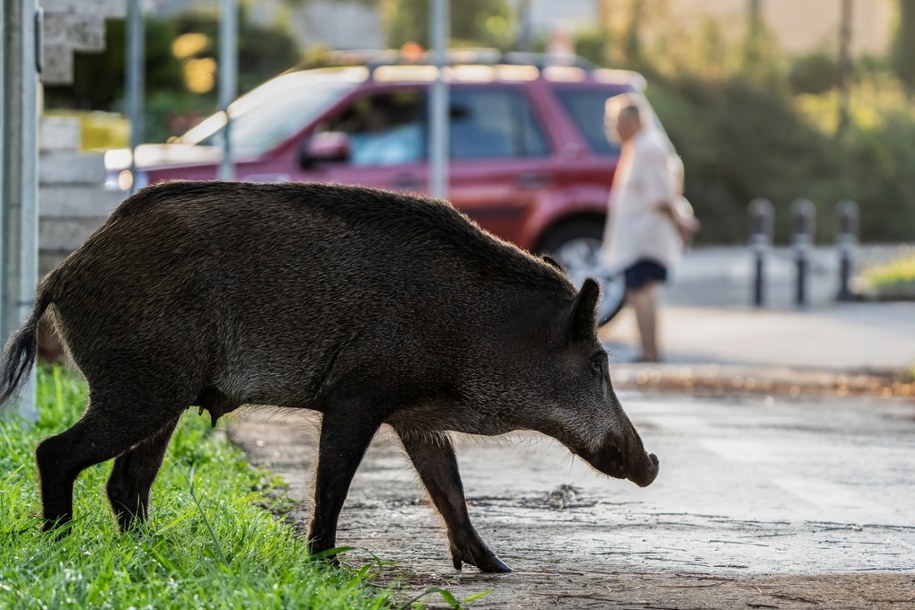 Kontrowersje wokół interwencji wobec dzików w Warszawie