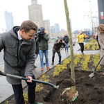 Warszawa: Na rondzie Dmowskiego przybędzie 58 drzew