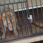 Warszawa: Próbował wedrzeć się na wybieg dla lwów. Był pod wpływem narkotyków
