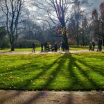 Warszawa: Przez internet będzie można sprawdzić, które drzewa zostaną wycięte