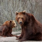 Warszawa: Stołeczne zoo zbiera na pomoc ukraińskim zoo