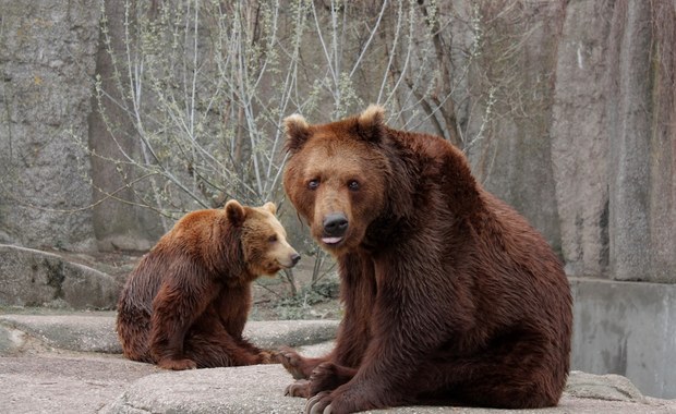 Warszawa: Stołeczne zoo zbiera na pomoc ukraińskim zoo