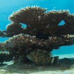 Warszawa: W bagażu znaleziono 2,5-kilogramowy fragment rafy koralowej