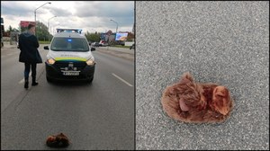 Warszawa: "Zwierzę" leżało na drodze, zadzwoniono po pomoc. "Spotkaliśmy laguna"
