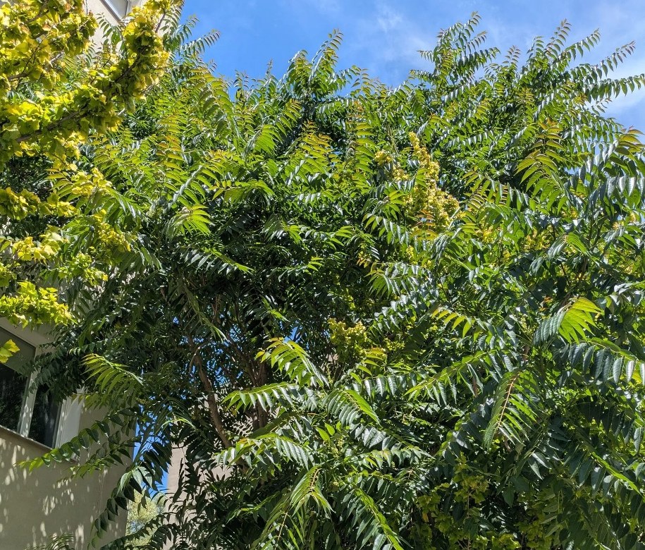 Warszawscy ogrodnicy z Zarządu Zieleni walczą z inwazyjnym gatunkiem drzewa – bożodrzewem gruczołkowatym. /Zarząd Zieleni Warszawy /Facebook