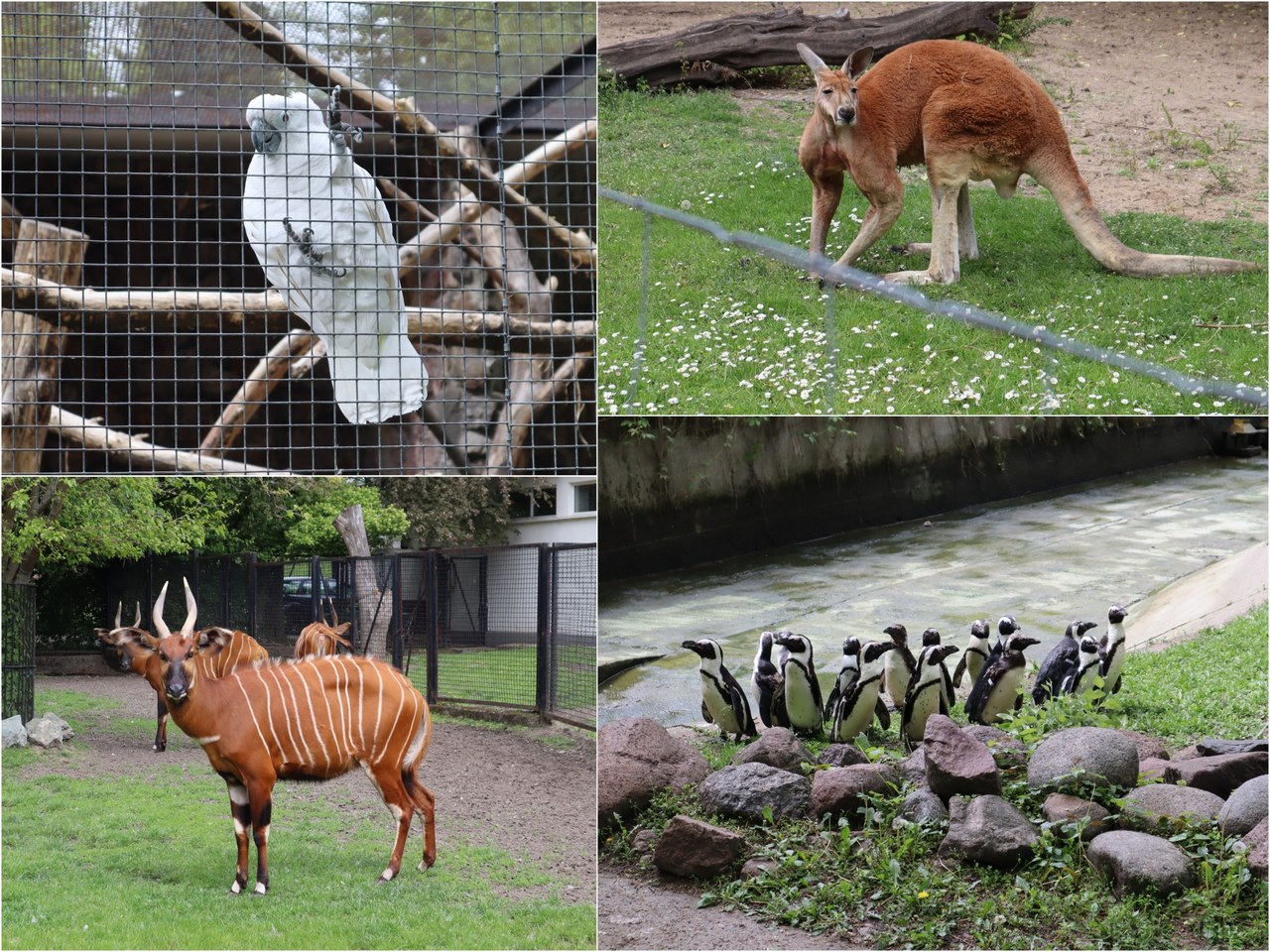 Warszawski ogród zoologiczny znów otwarty dla zwiedzających. Co się zmieniło?